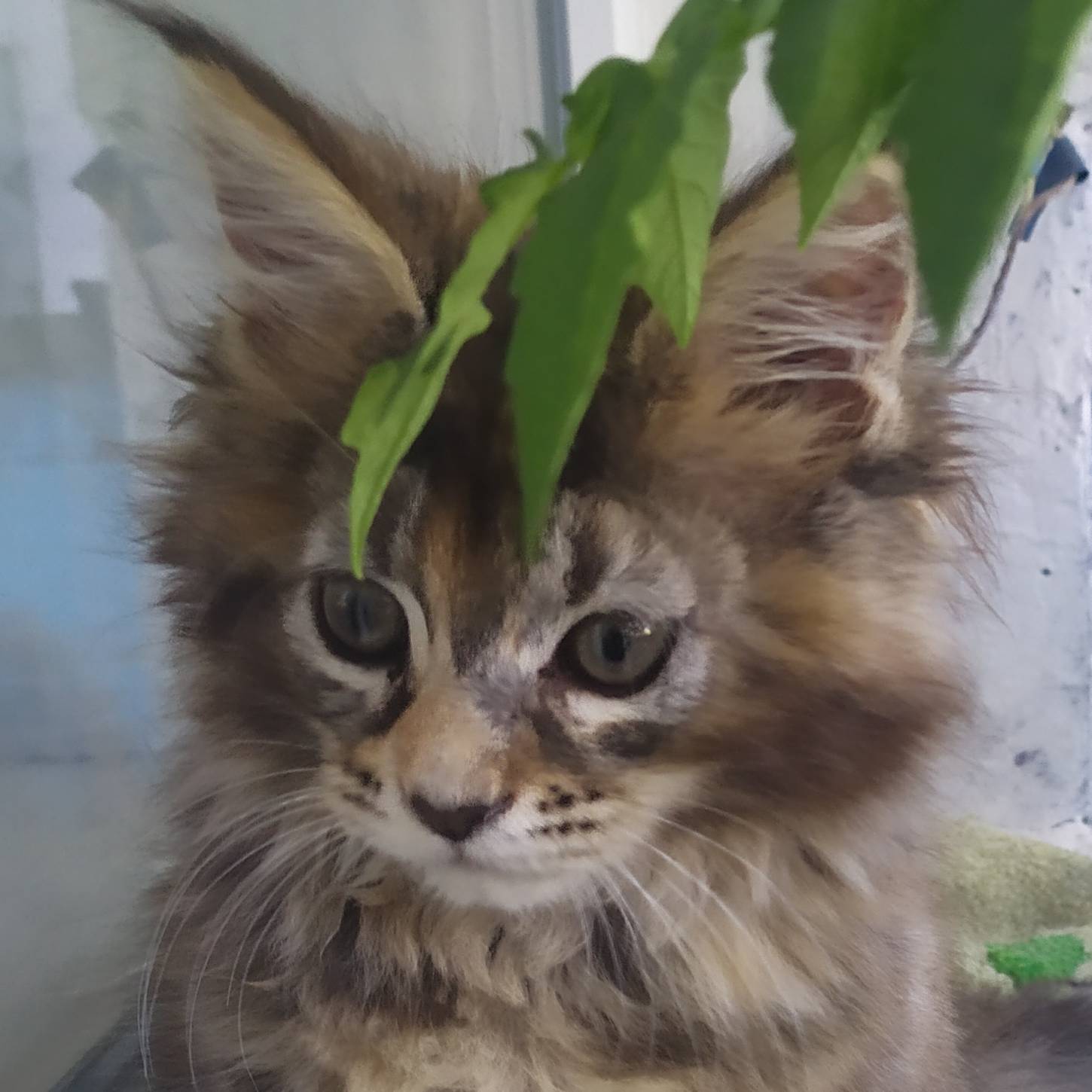 Аватар автора