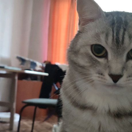 Аватар автора