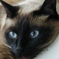 Иконка канала Terrium DV