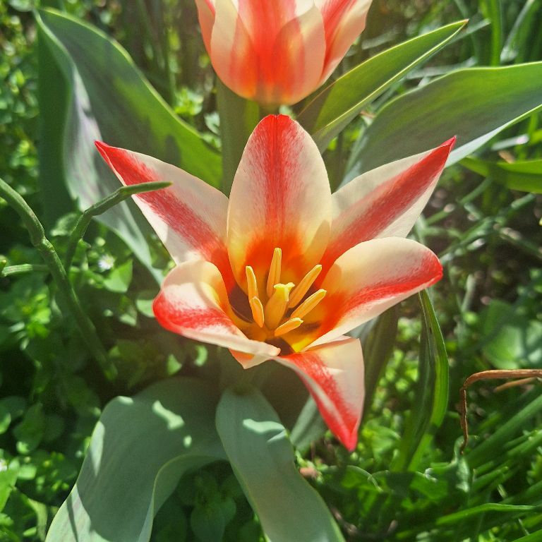 Аленький цветочек 🌸