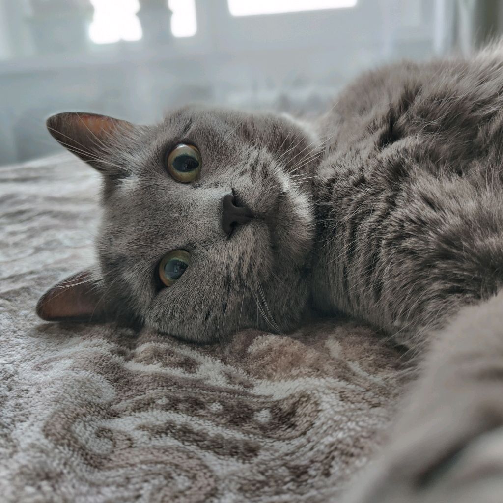 Аватар автора