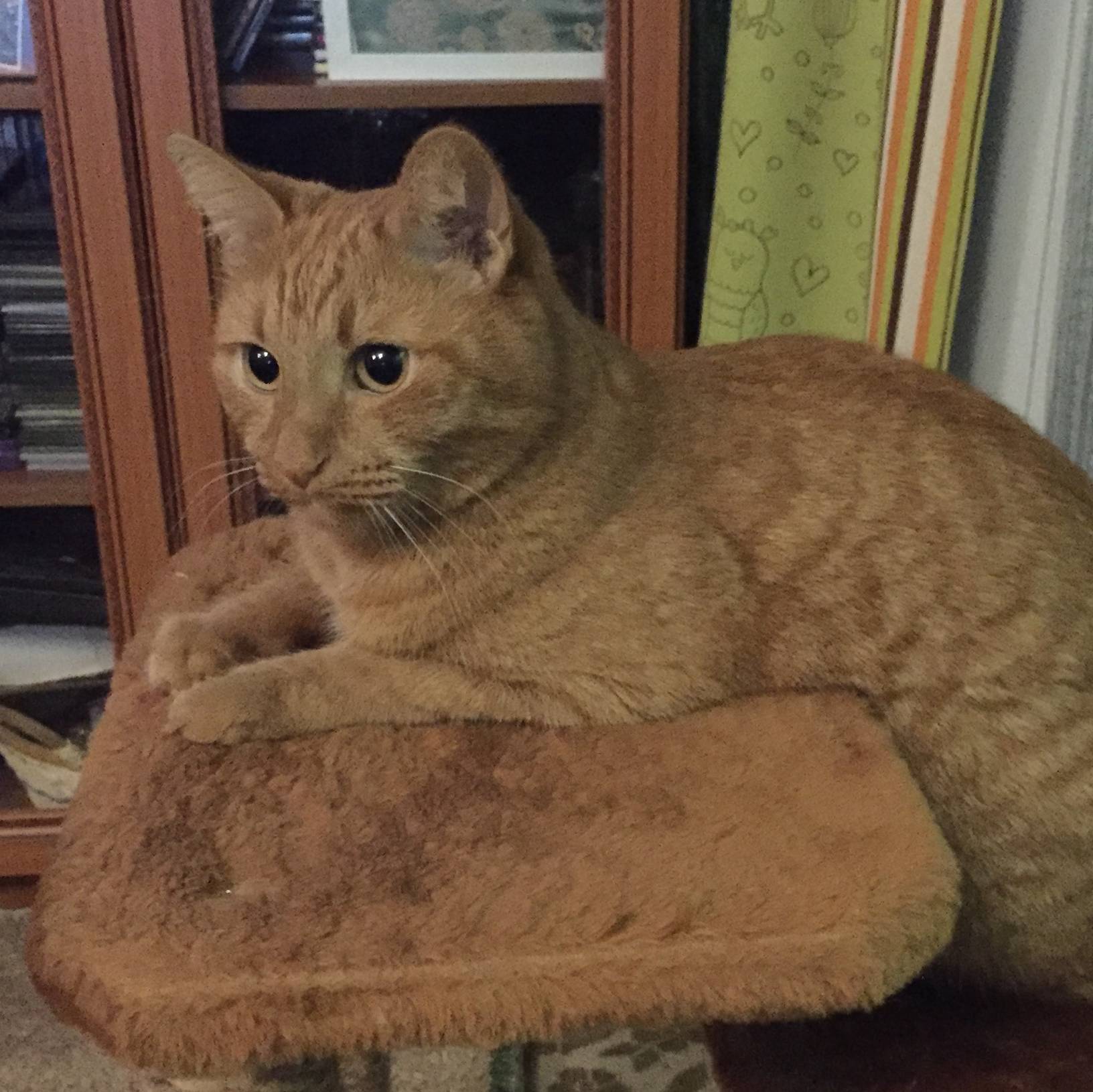 Аватар автора