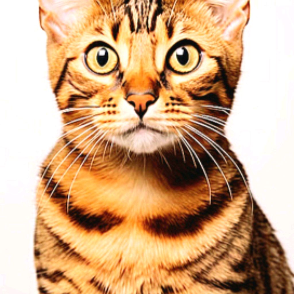 Иконка канала Котямбик Арчи^^
