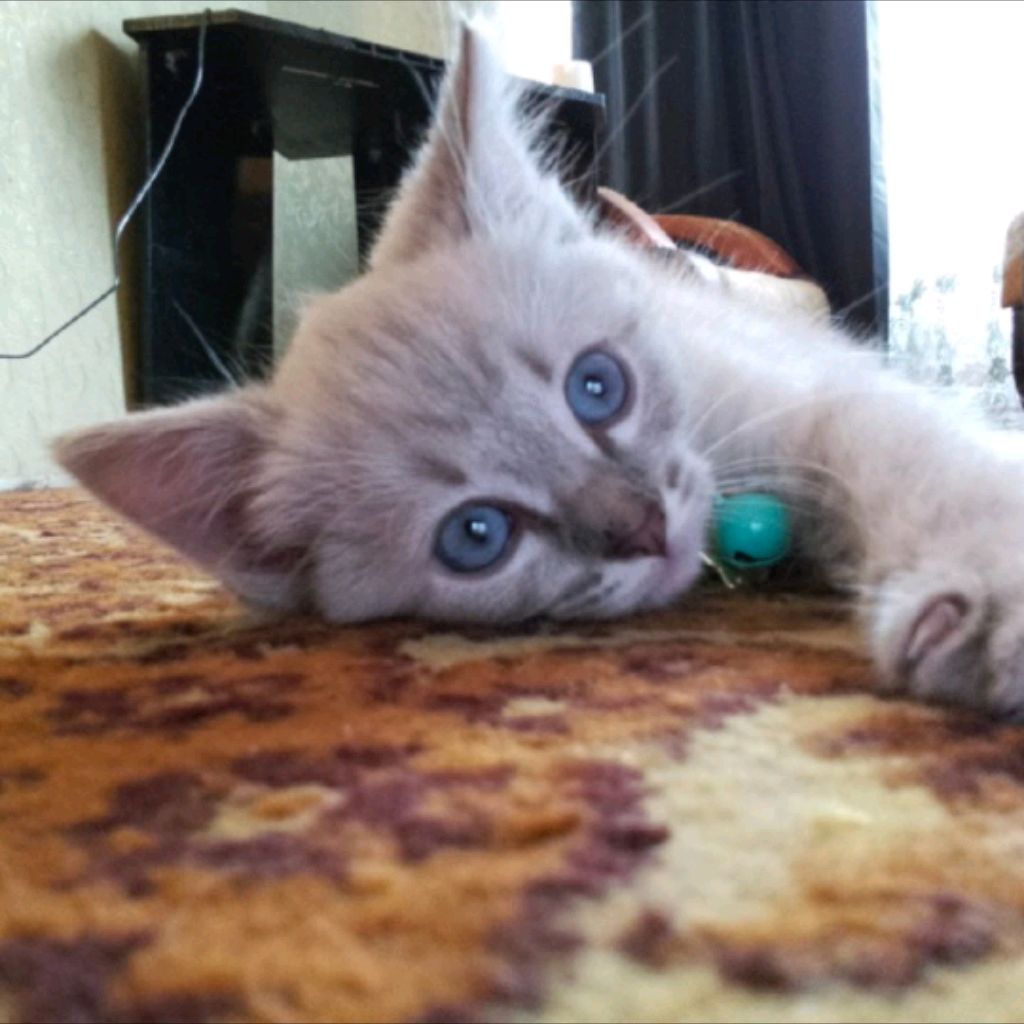 Аватар автора