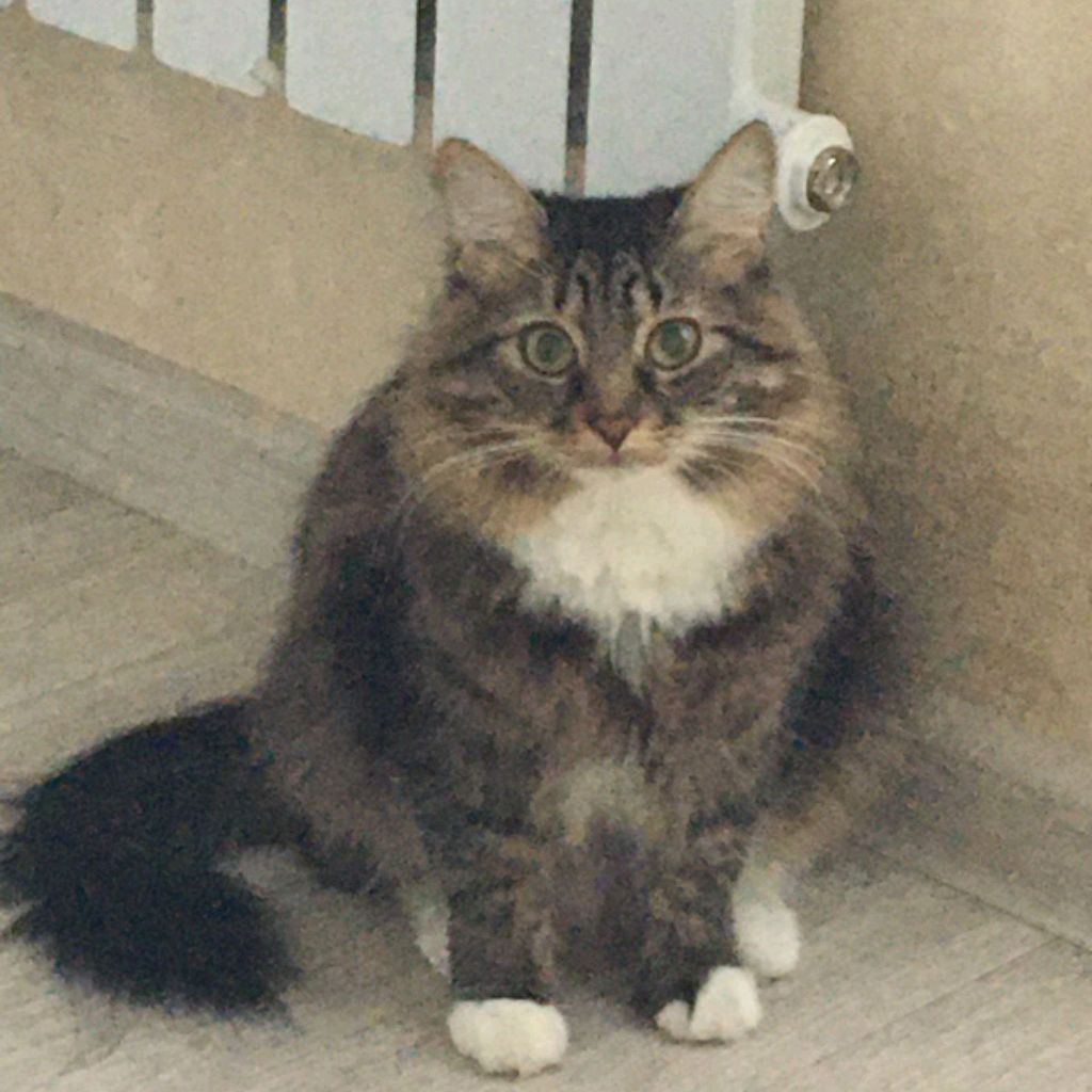 Аватар автора