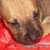 Иконка канала Проверь талант online