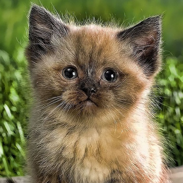 Аватар автора