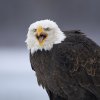 Иконка канала Путешествия Снежного Орла