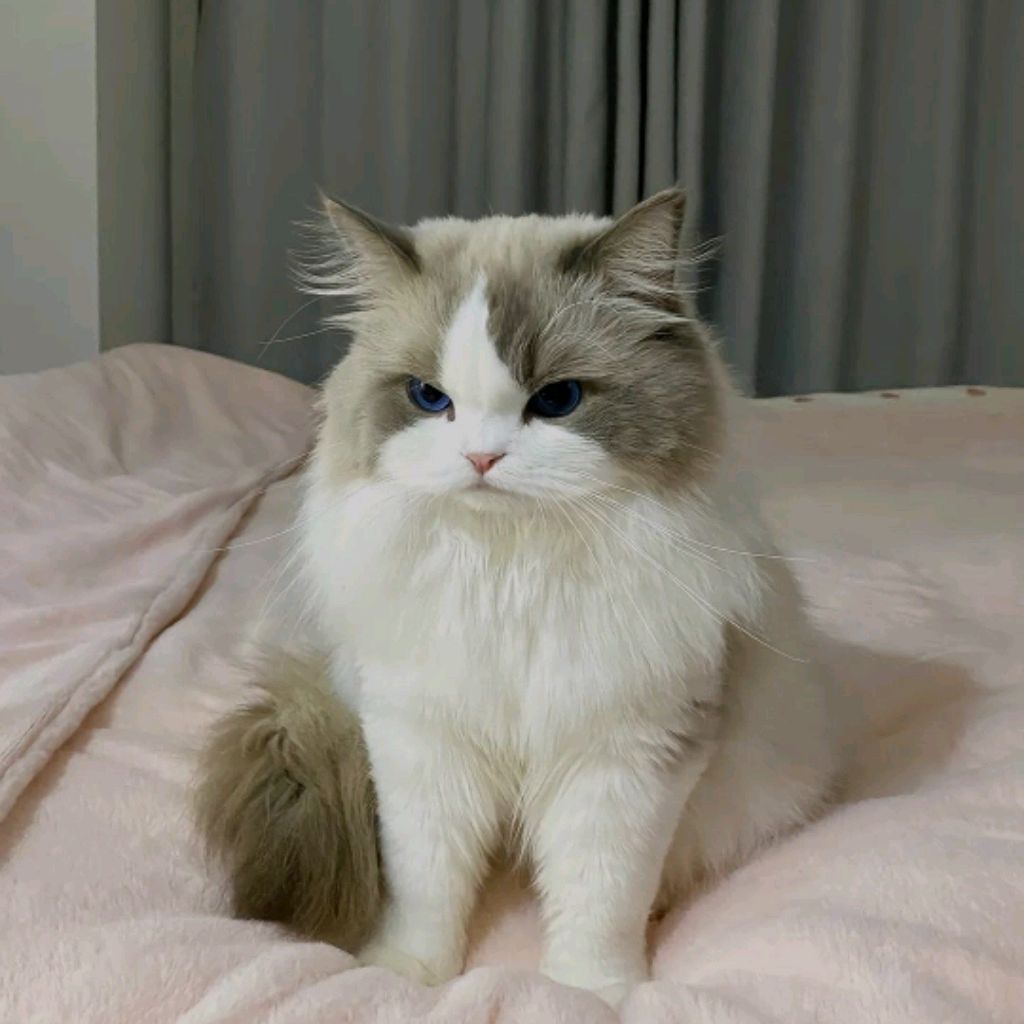 Аватар