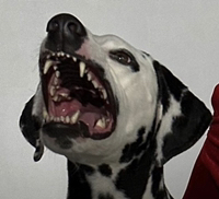 Иконка канала Shubina.smotri