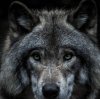 Иконка канала Wolf62