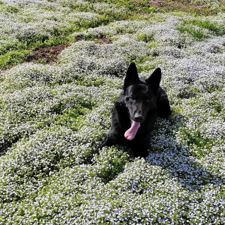 Иконка канала https://vk.com/clubstarkdogs