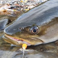 Иконка канала Немосфильм