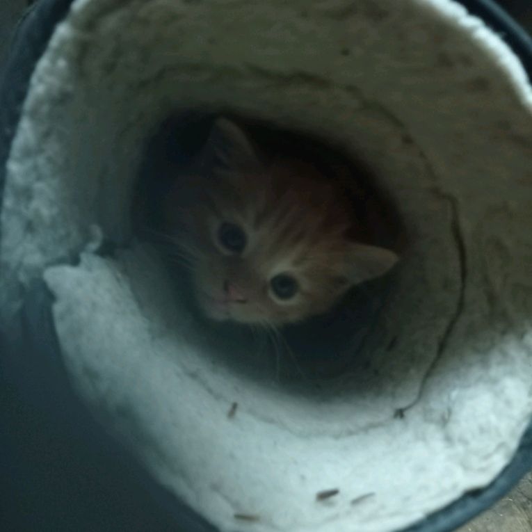 Иконка канала Rabbit ?