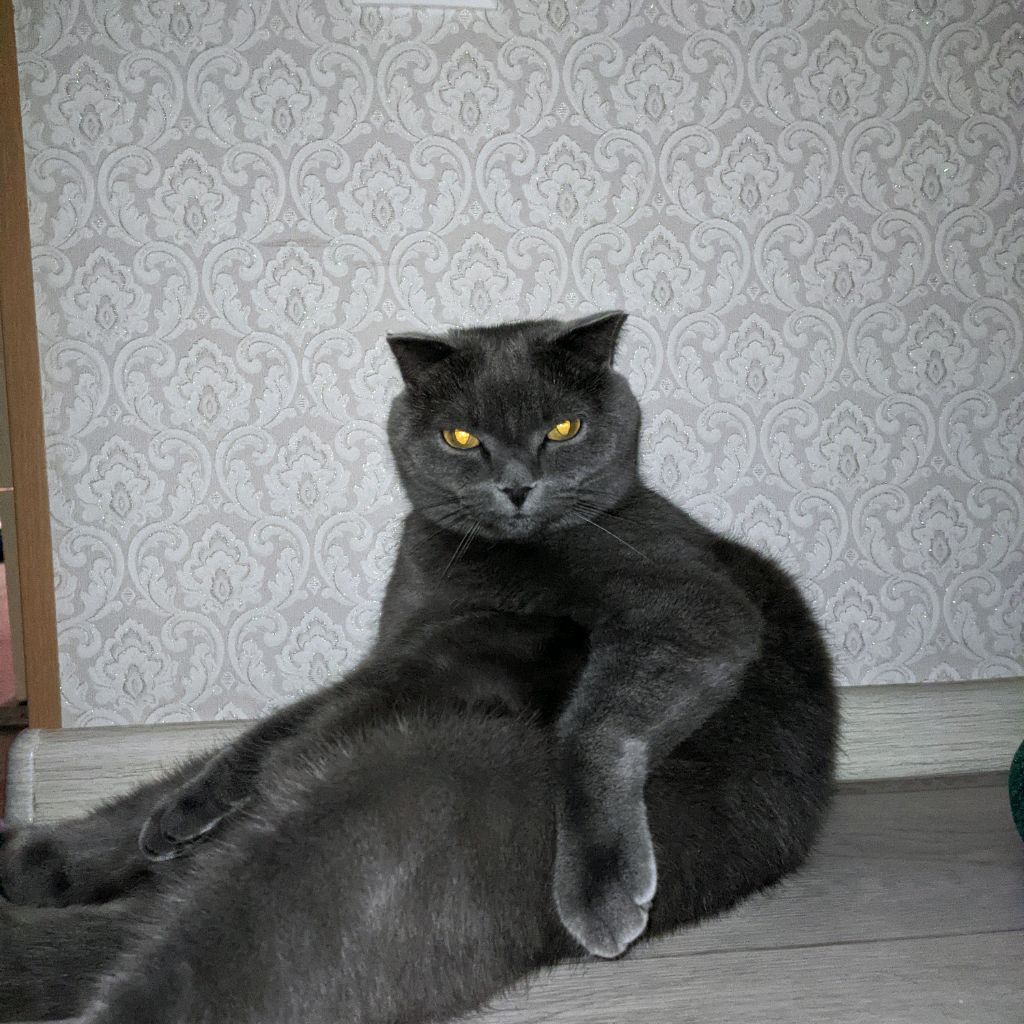 Аватар автора