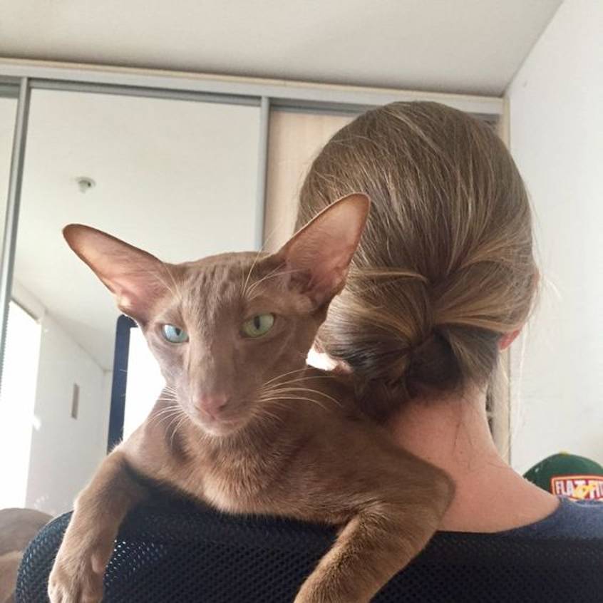 Аватар автора