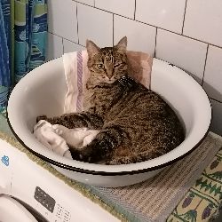 Аватар автора