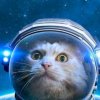 Иконка канала Астро-Кот 🪐