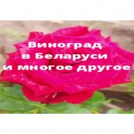Иконка канала ВИНОГРАД В БЕЛАРУСИ И МНОГОЕ ДРУГОЕ,