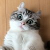 Иконка канала Vitaly-Cat