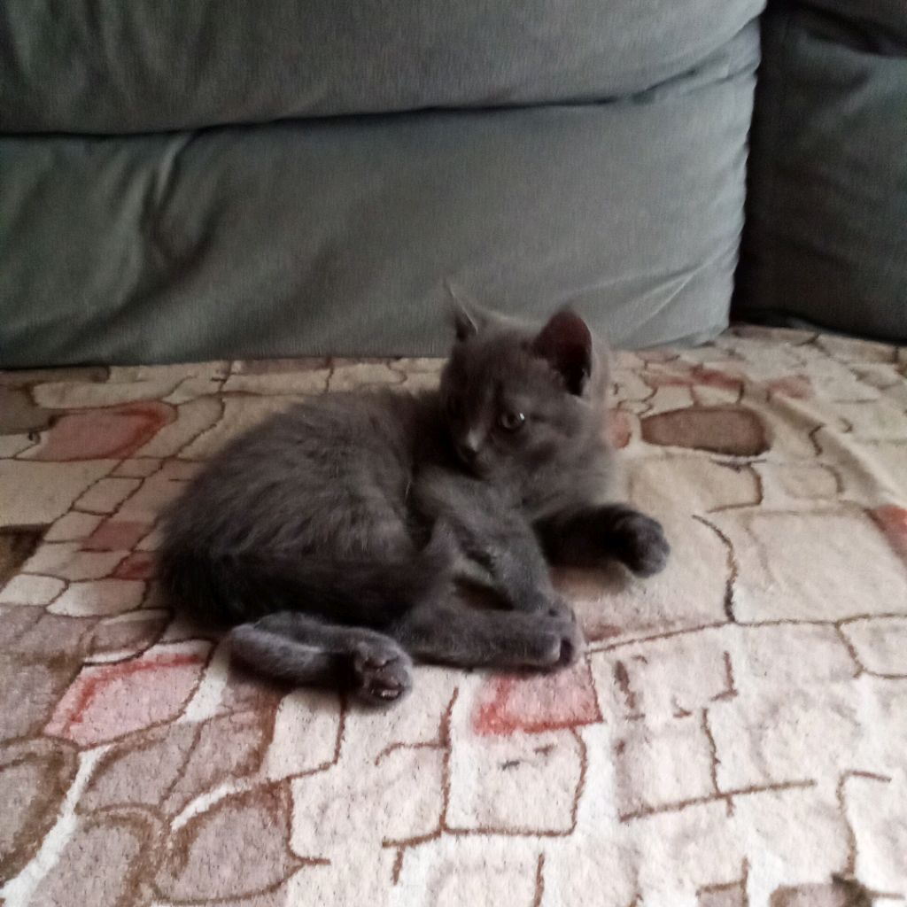 Аватар автора