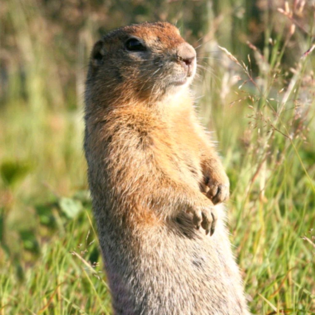 Иконка канала Суслик