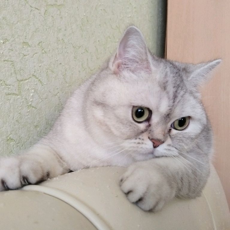 Аватар автора