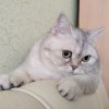 Иконка канала Елена ЕЕ