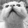Иконка канала Кот Джудик