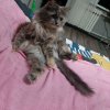 Иконка канала Игорь Майкоп ский