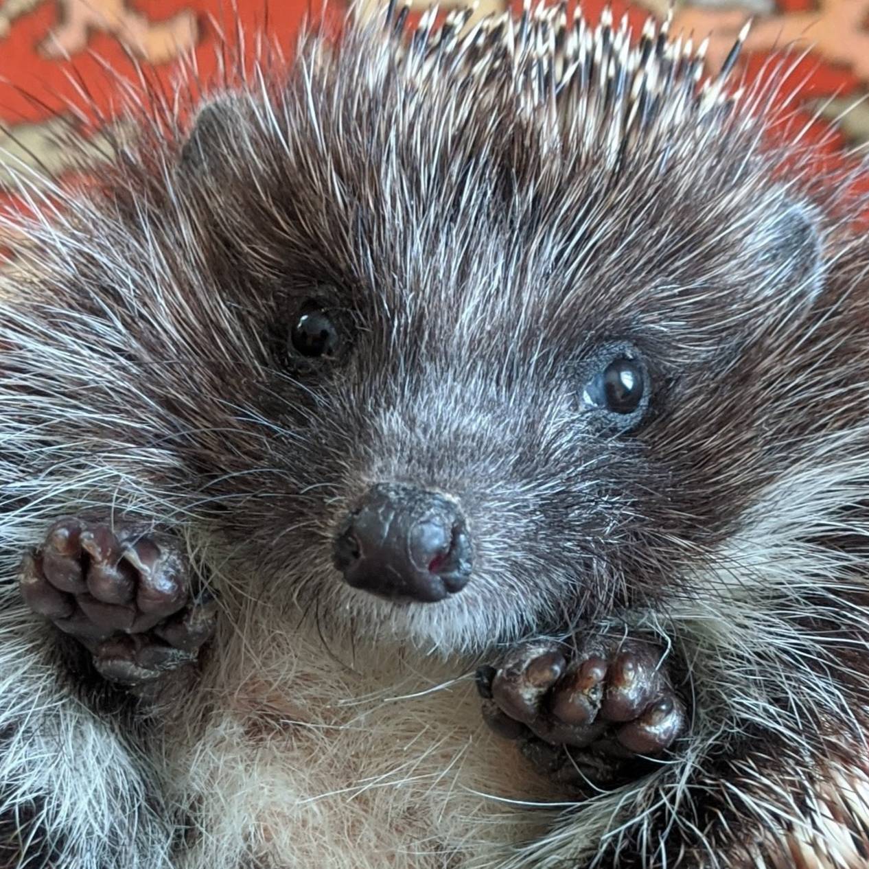 Иконка канала Фенечка Павловна