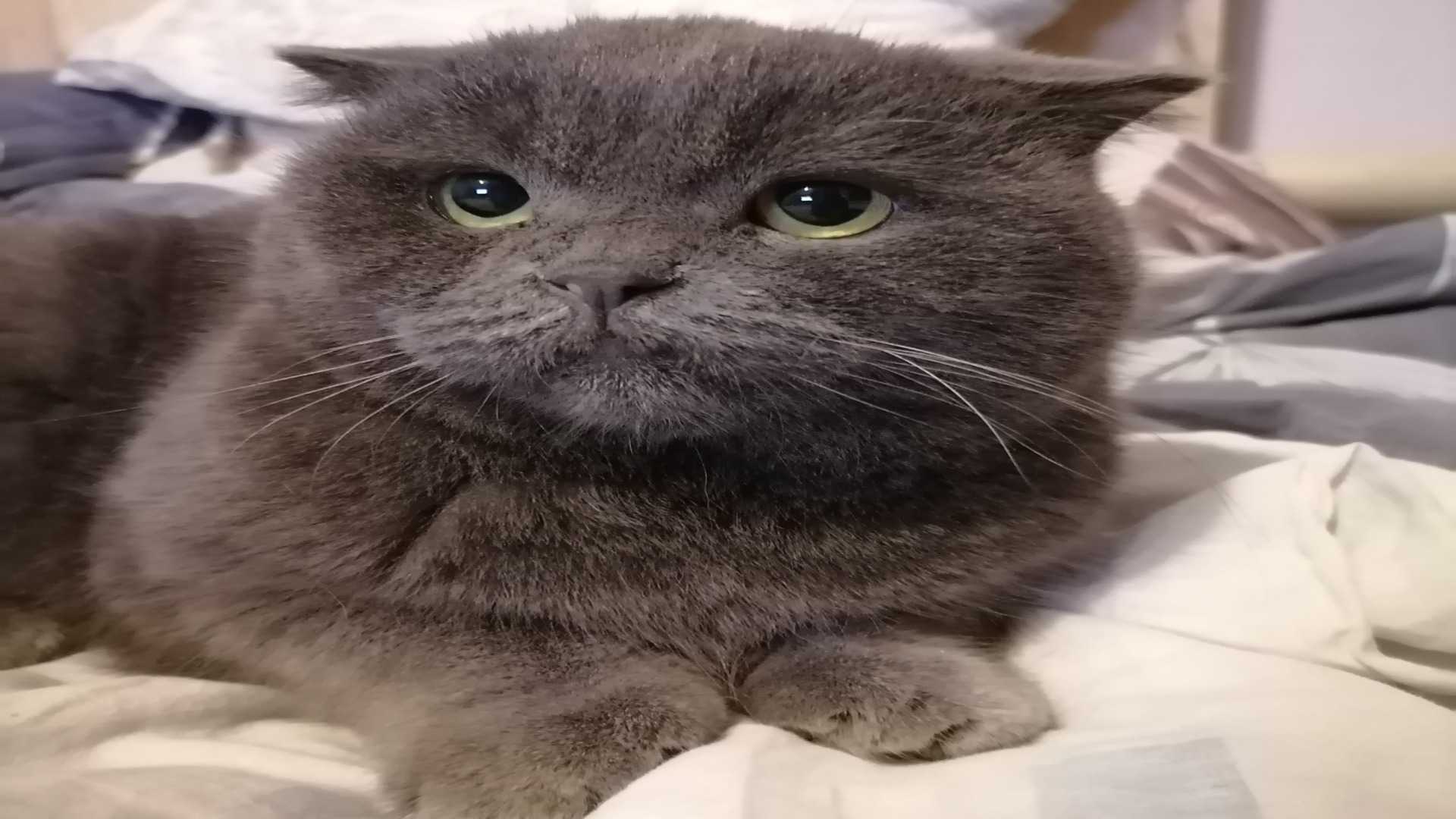 Иконка канала Собачка и кошечки2023