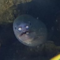 Иконка канала Ser Zh