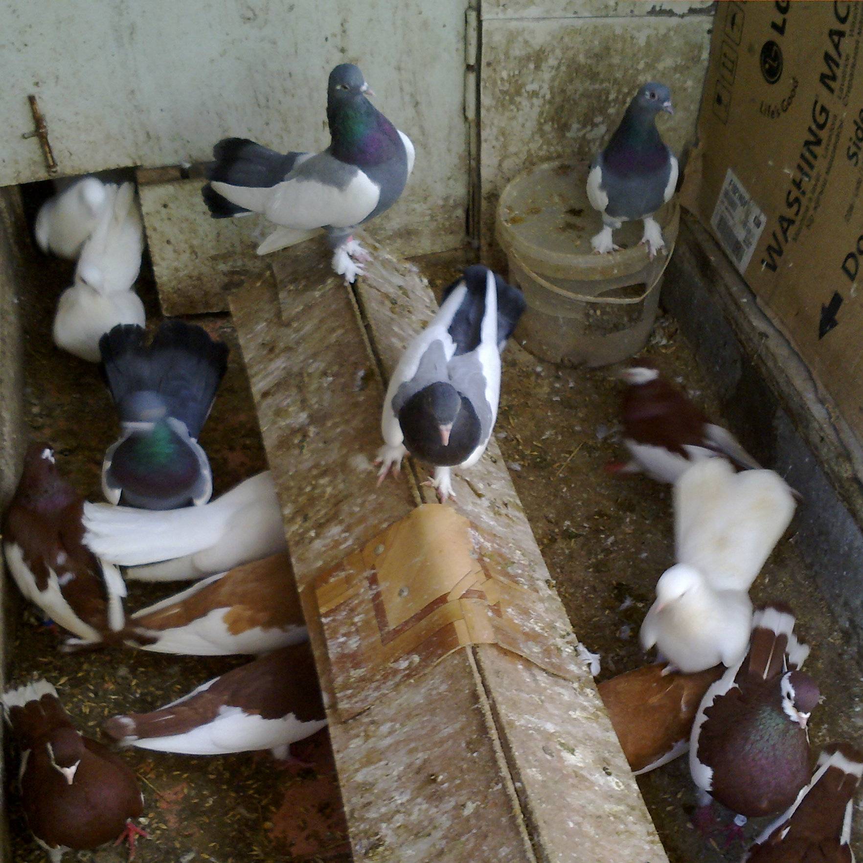 Аватар автора