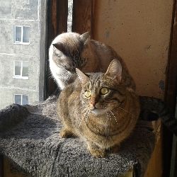 Аватар автора