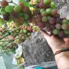 Иконка канала Анна Блинова. Виноград Ивановской Обл