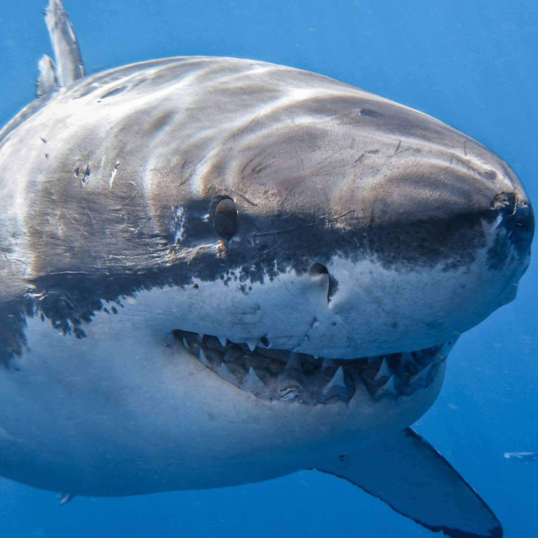 Иконка канала Виноград и сад.