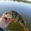 Иконка канала BryanskFishing