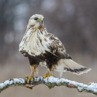 Иконка канала Фотоохота 📸 🦅 Александр Овсянников