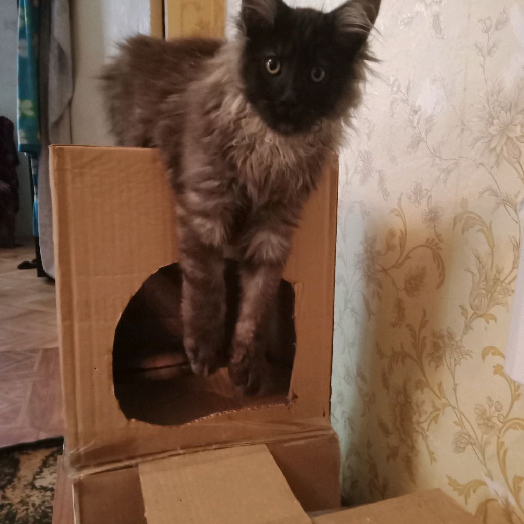 Аватар автора