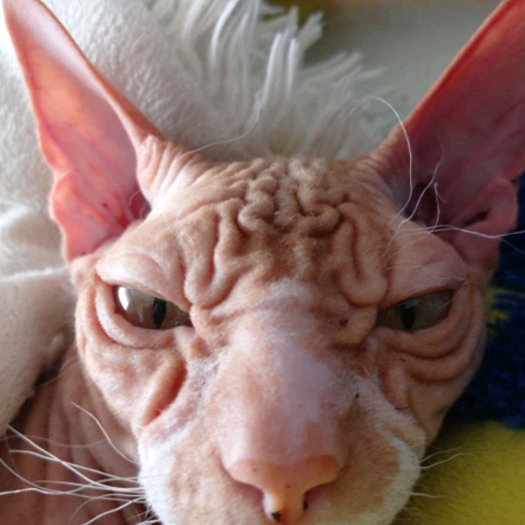 Аватар автора