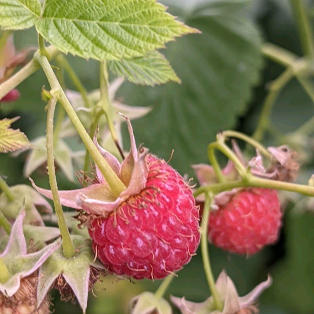 Иконка канала Crimson