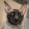 Иконка канала Jokerinor
