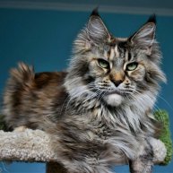 Иконка канала Мейн кун / Крым / Maine Coon / Crimea