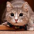 Иконка канала og-ru