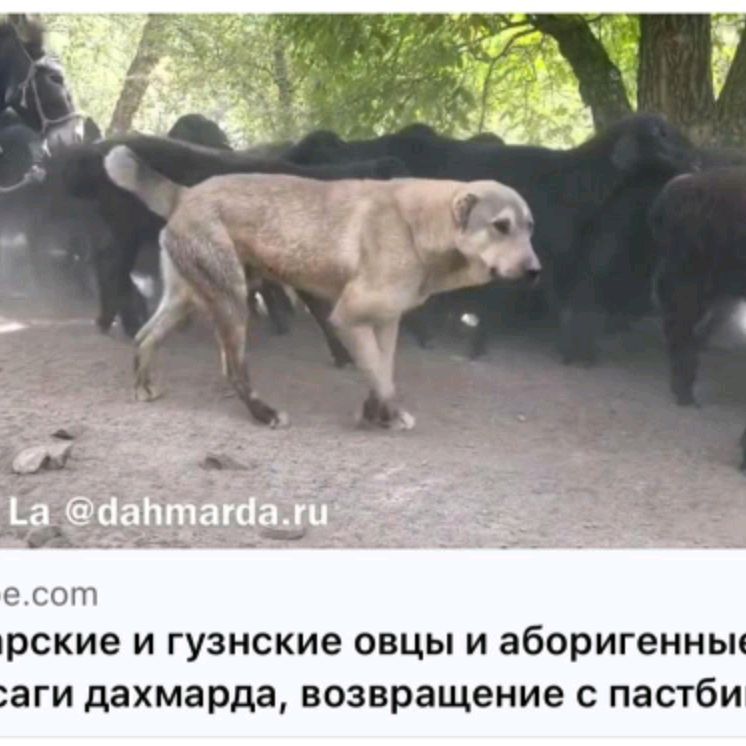 Аватар автора