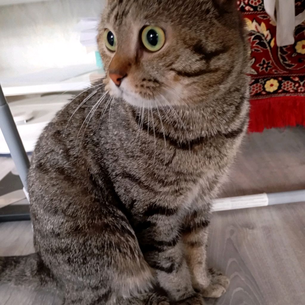 Аватар автора