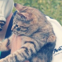 Иконка канала Проверь талант online