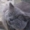 Иконка канала Алан Стив
