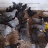 Иконка канала Подмосковный деревенщина
